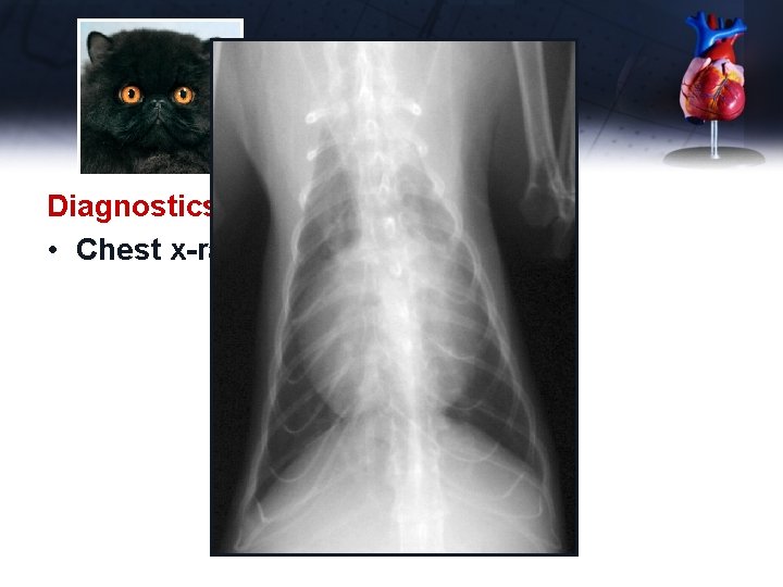 Ike Diagnostics • Chest x-rays 