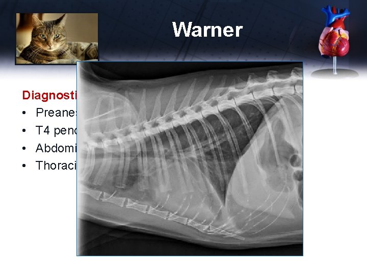 Warner Diagnostics • Preanesthetic CBC, panel, lytes – unremarkable • T 4 pending •