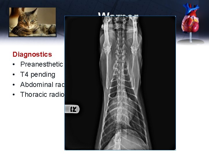 Warner Diagnostics • Preanesthetic CBC, panel, lytes – unremarkable • T 4 pending •