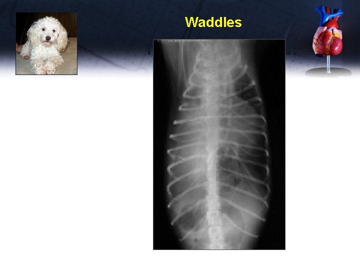 Waddles Thoracic Radiographs: 