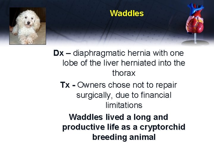 Waddles Dx – diaphragmatic hernia with one lobe of the liver herniated into the