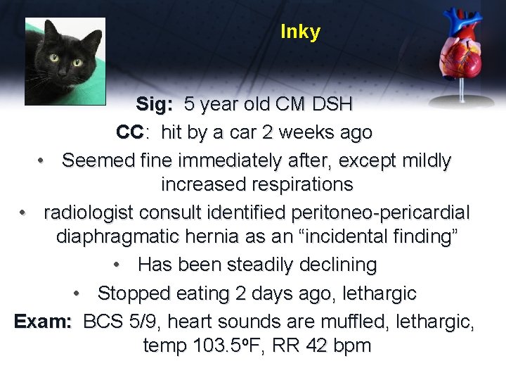 Inky Sig: 5 year old CM DSH CC: hit by a car 2 weeks