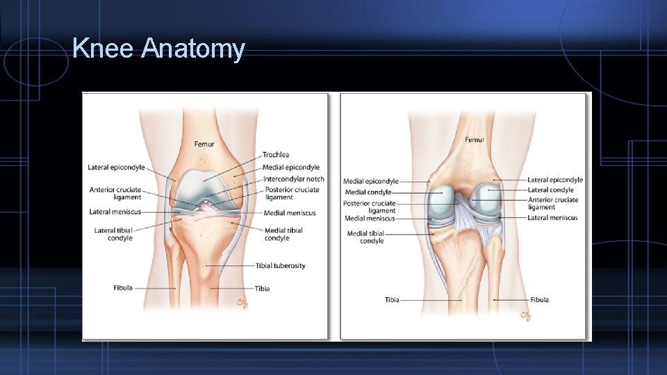 Knee Anatomy 