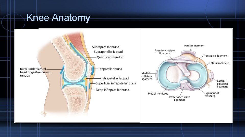 Knee Anatomy 