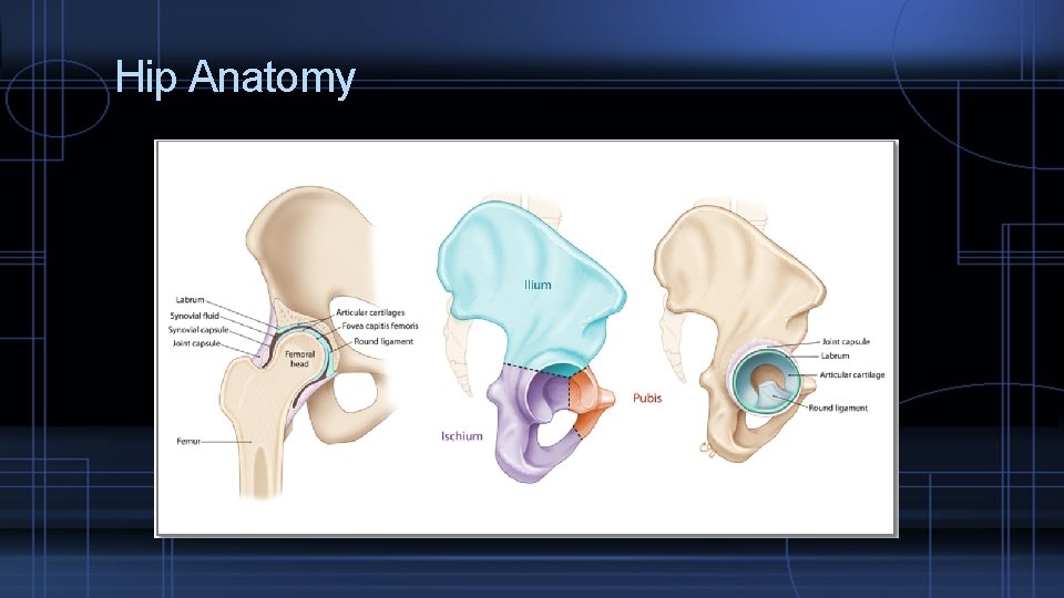 Hip Anatomy 
