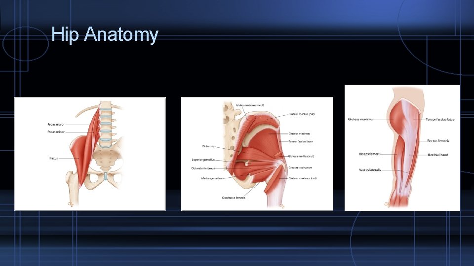 Hip Anatomy 