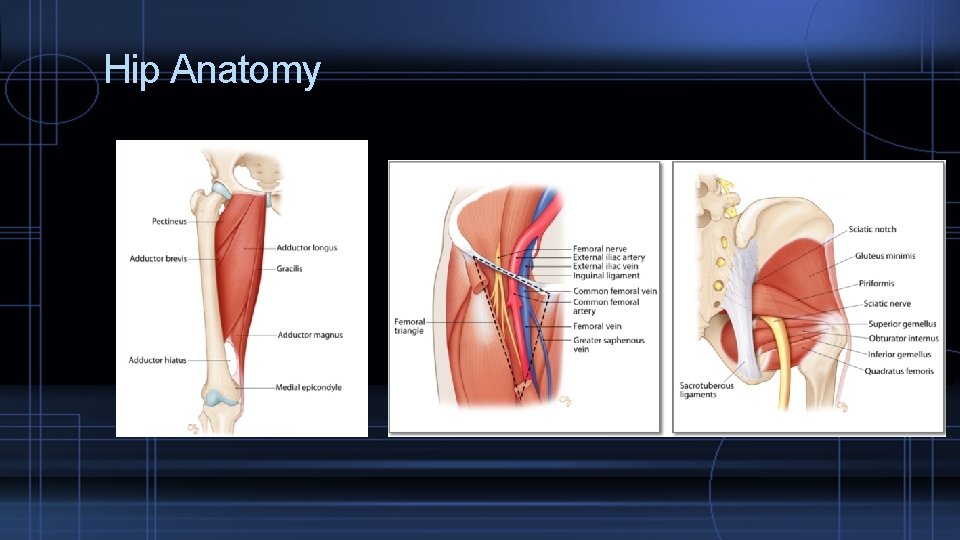 Hip Anatomy 