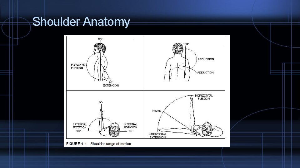 Shoulder Anatomy 