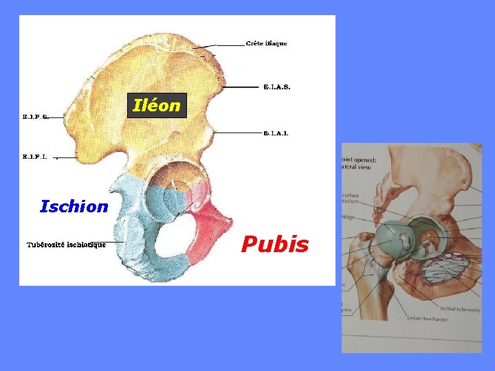 Iléon Ischion Pubis 