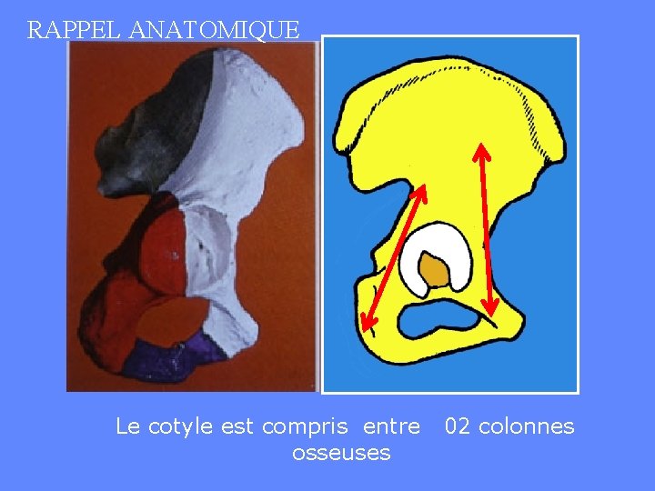 RAPPEL ANATOMIQUE Le cotyle est compris entre osseuses 02 colonnes 