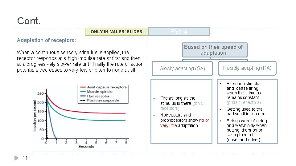 Cont. Extra ONLY IN MALES’ SLIDES Adaptation of receptors: Based on their speed of