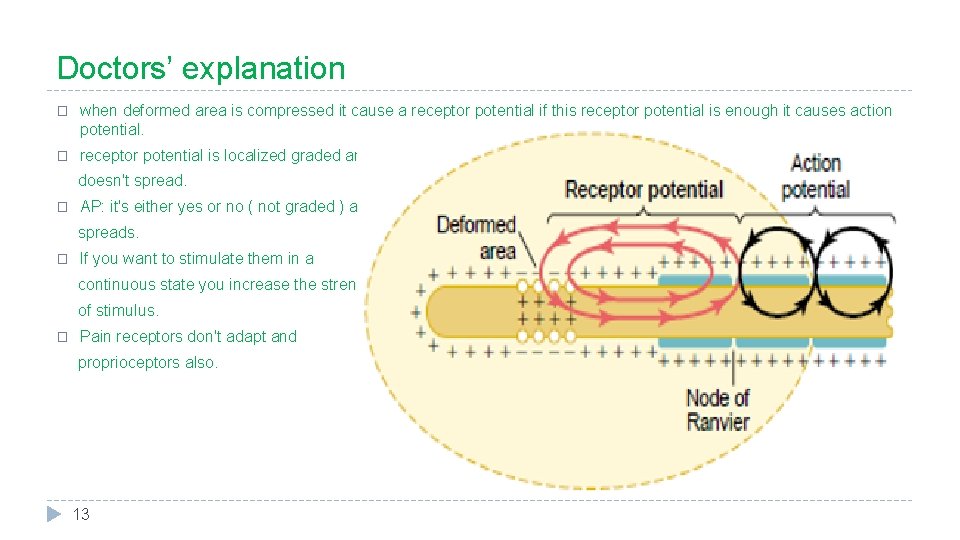 Doctors’ explanation � when deformed area is compressed it cause a receptor potential if