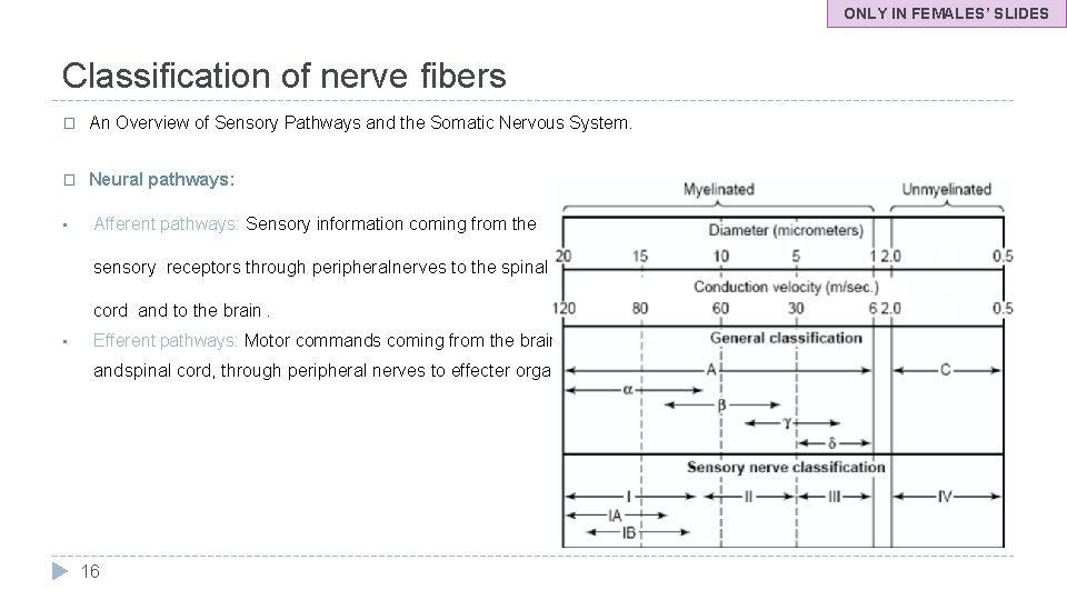 ONLY IN FEMALES’ SLIDES Classification of nerve fibers � An Overview of Sensory Pathways