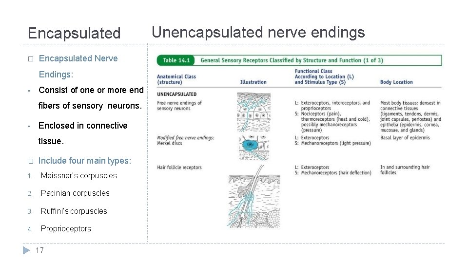 Encapsulated � Encapsulated Nerve Endings: • Consist of one or more end fibers of