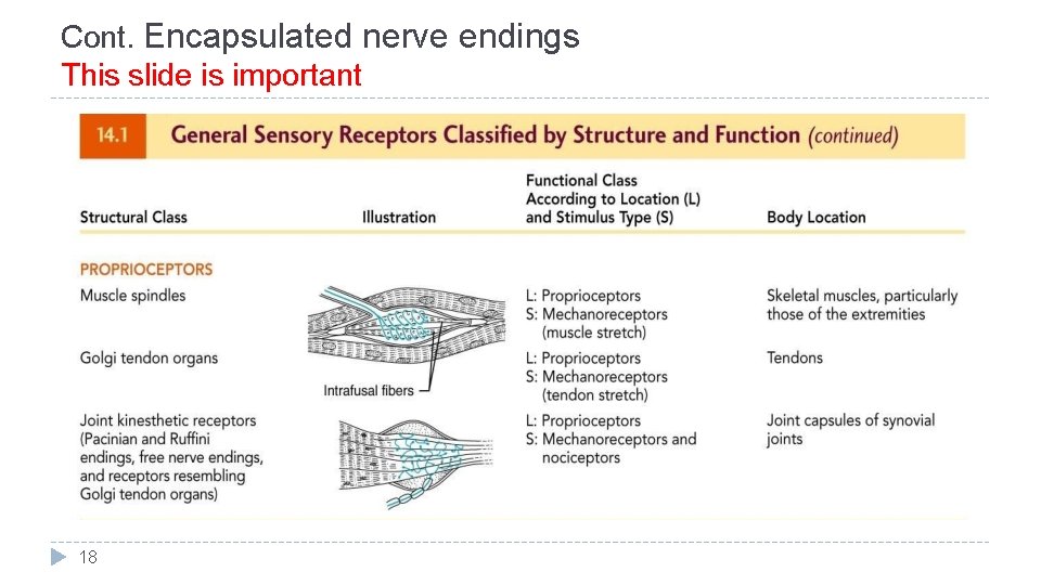 Cont. Encapsulated nerve endings This slide is important 18 