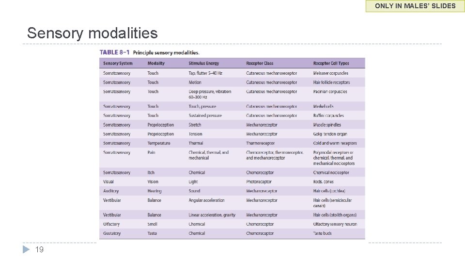 ONLY IN MALES’ SLIDES Sensory modalities 19 