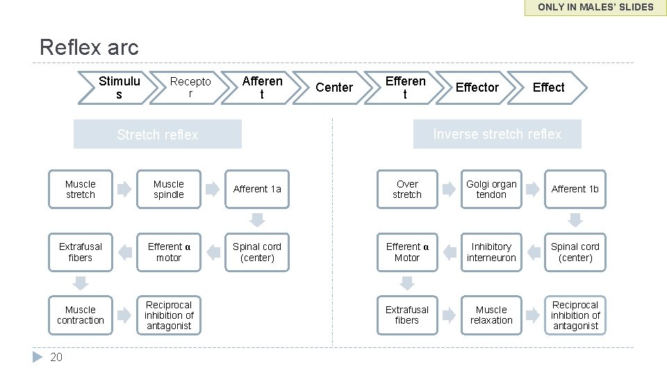 ONLY IN MALES’ SLIDES Reflex arc Stimulu s Recepto r Afferen t Center Efferen