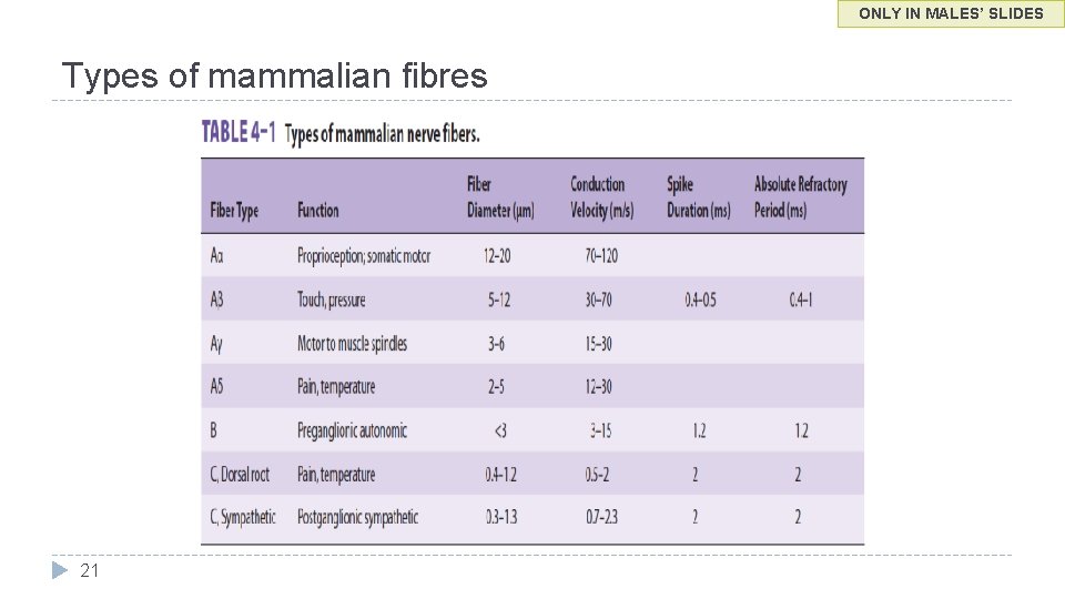 ONLY IN MALES’ SLIDES Types of mammalian fibres 21 