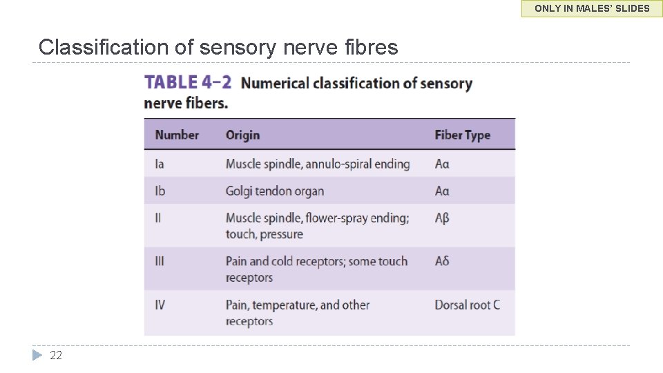 ONLY IN MALES’ SLIDES Classification of sensory nerve fibres 22 
