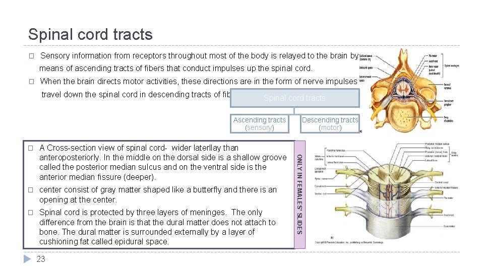 Spinal cord tracts � Sensory information from receptors throughout most of the body is