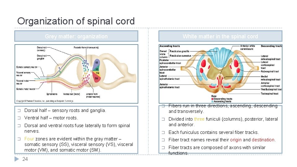 Organization of spinal cord Grey matter: organization White matter in the spinal cord �