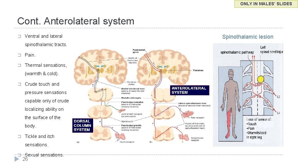 ONLY IN MALES’ SLIDES Cont. Anterolateral system � Ventral and lateral spinothalamic tracts. �