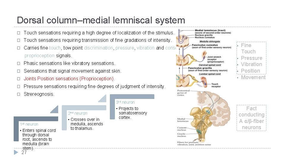 Dorsal column–medial lemniscal system � Touch sensations requiring a high degree of localization of