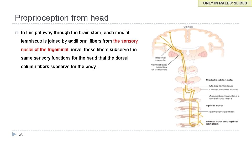 ONLY IN MALES’ SLIDES Proprioception from head � In this pathway through the brain