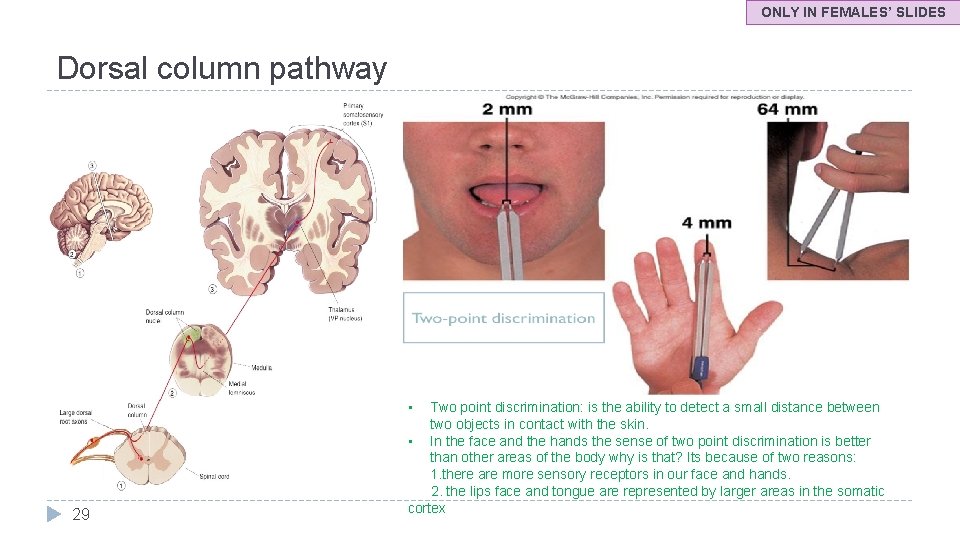 ONLY IN FEMALES’ SLIDES Dorsal column pathway • 29 Two point discrimination: is the