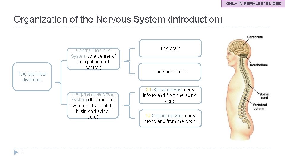 ONLY IN FEMALES’ SLIDES Organization of the Nervous System (introduction) Central Nervous System (the