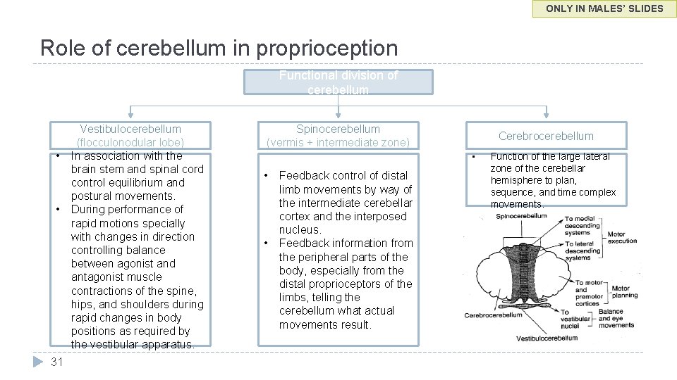 ONLY IN MALES’ SLIDES Role of cerebellum in proprioception Functional division of cerebellum •