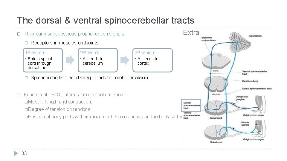 The dorsal & ventral spinocerebellar tracts � � Receptors in muscles and joints. 1