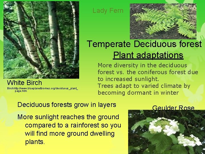 Lady Fern Temperate Deciduous forest Plant adaptations White Birchhttp: //www. blueplanetbiomes. org/deciduous_plant_ page. htm
