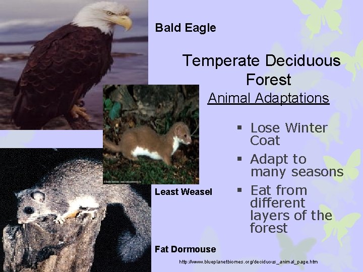 Bald Eagle Temperate Deciduous Forest Animal Adaptations Least Weasel § Lose Winter Coat §