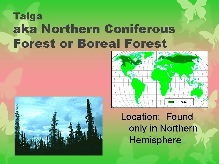 Taiga aka Northern Coniferous Forest or Boreal Forest Location: Found only in Northern Hemisphere