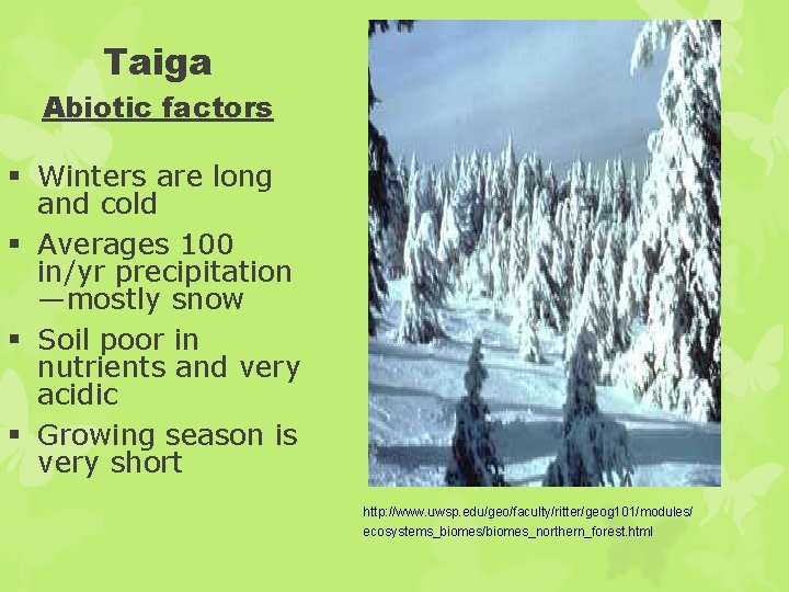 Taiga Abiotic factors § Winters are long and cold § Averages 100 in/yr precipitation
