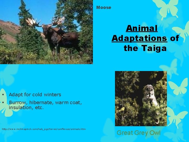 Moose Animal Adaptations of the Taiga § Adapt for cold winters § Burrow, hibernate,
