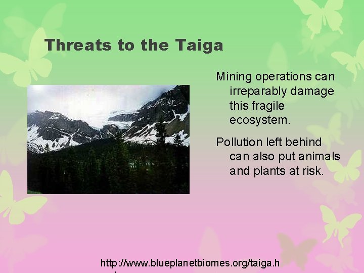 Threats to the Taiga Mining operations can irreparably damage this fragile ecosystem. Pollution left