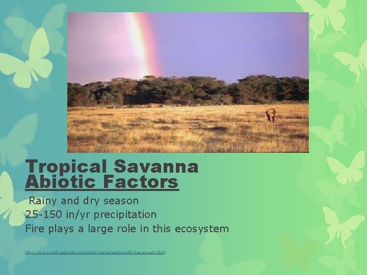Tropical Savanna Abiotic Factors Rainy and dry season 25 -150 in/yr precipitation Fire plays