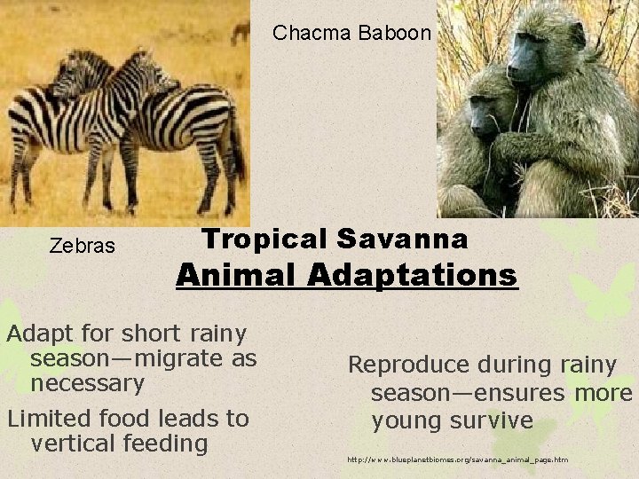 Chacma Baboon Zebras Tropical Savanna Animal Adaptations Adapt for short rainy season—migrate as necessary
