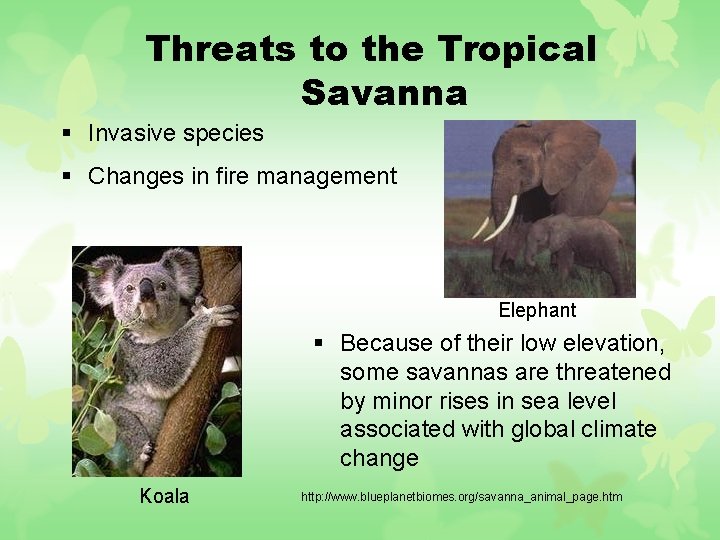 Threats to the Tropical Savanna § Invasive species § Changes in fire management Elephant