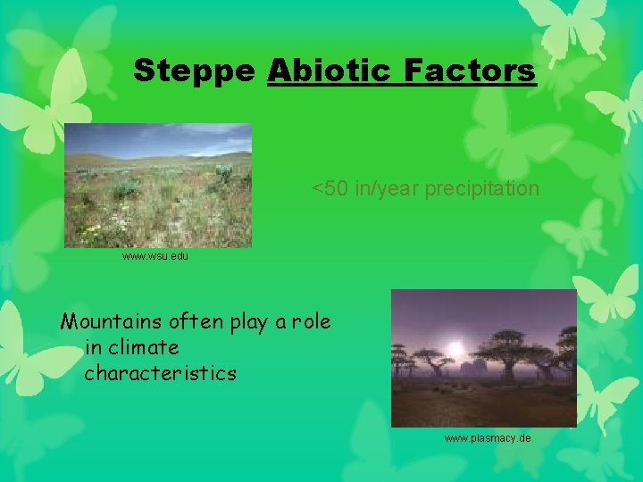 Steppe Abiotic Factors <50 in/year precipitation www. wsu. edu Mountains often play a role