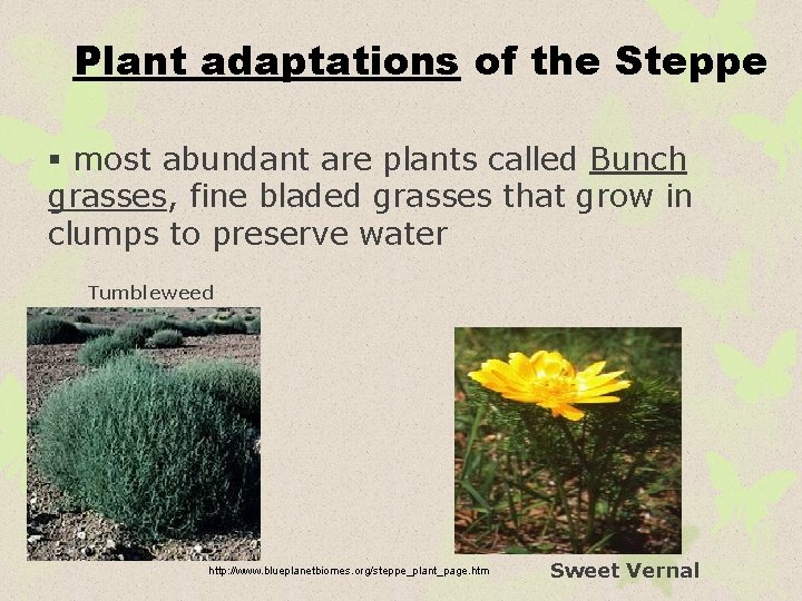Plant adaptations of the Steppe § most abundant are plants called Bunch grasses, fine