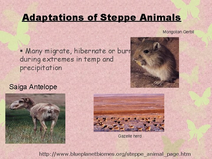 Adaptations of Steppe Animals Mongolian Gerbil § Many migrate, hibernate or burrow during extremes