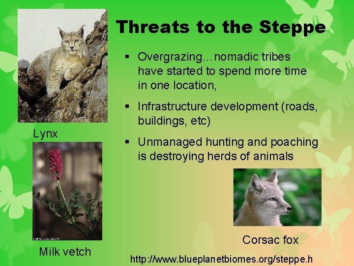 Threats to the Steppe § Overgrazing…nomadic tribes have started to spend more time in
