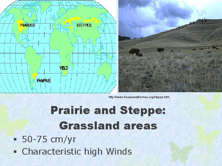 http: //www. blueplanetbiomes. org/steppe. htm Prairie and Steppe: Grassland areas § 50 -75 cm/yr