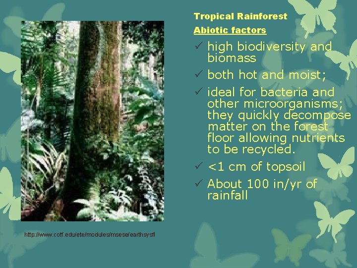 Tropical Rainforest Abiotic factors ü high biodiversity and biomass ü both hot and moist;