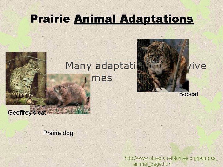 Prairie Animal Adaptations Many adaptations to survive extremes Bobcat Geoffrey’s cat Prairie dog http: