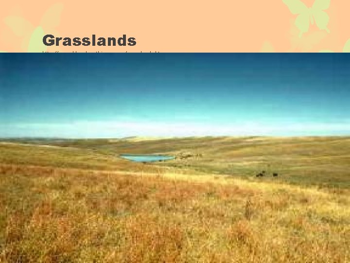 Grasslands http: //www. blueplanetbiomes. org/grasslands. htm 