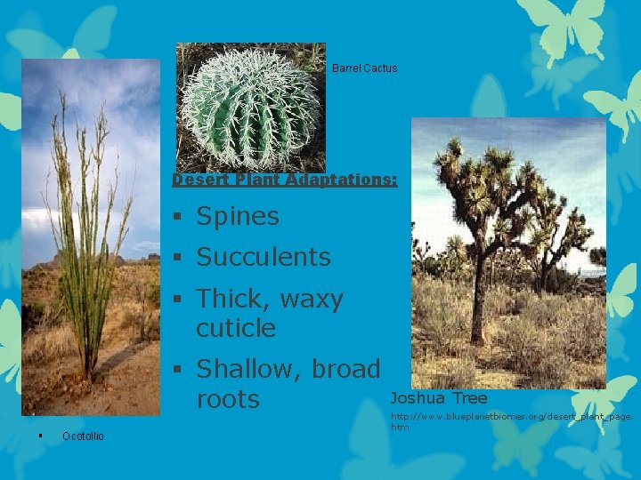 Barrel Cactus Desert Plant Adaptations: § Spines § Succulents § Thick, waxy cuticle §